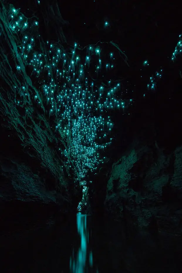 Пещеры Вайтомо - звездное небо из светлячков