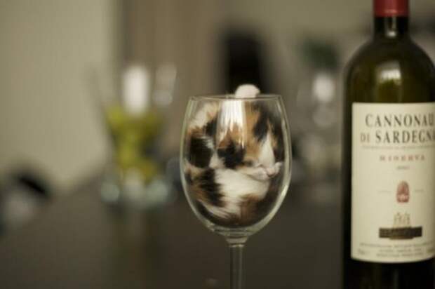 do-you-like-wine do you like wine Кошки это жидкость, есть доказательства
