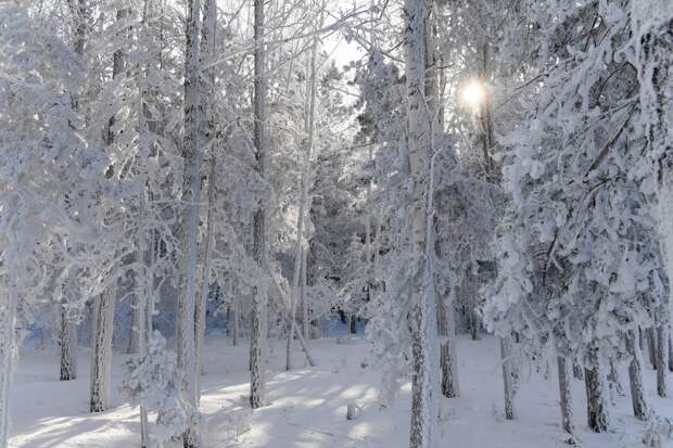Раскрыты новые методы поиска бесследно пропавших в тайге Усольцевых