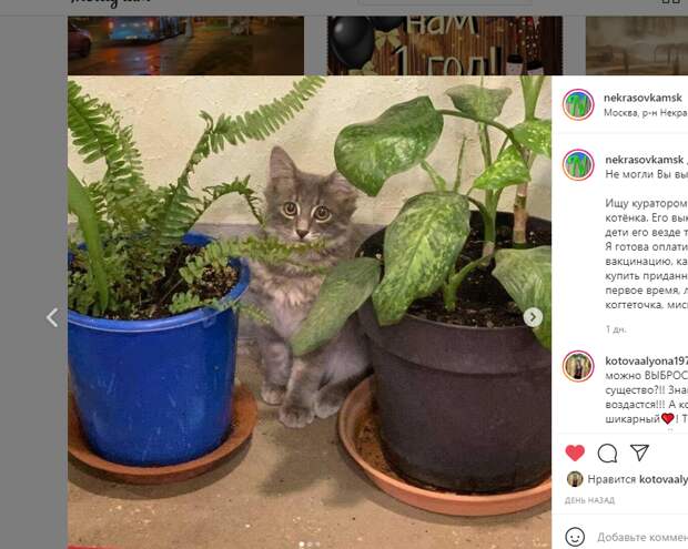 Выброшенного котенка в Некрасовке «затаскала» детвора