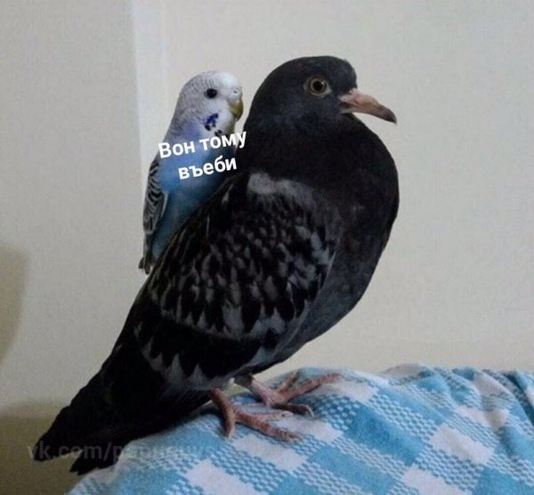 такое вот