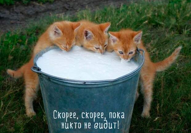 Веселые котейки для поднятия настроения (10 фото) Веселые котейки для поднятия настроения (10 фото)