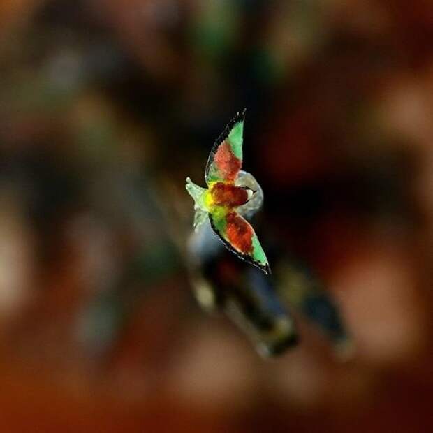 Золотистая щурка в полете красота, миниатюра, необычное, птицы, скульптура