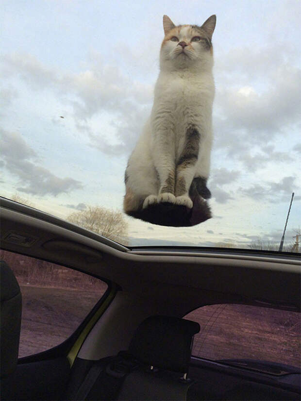 Я просто сижу на вершине мира. Или, в данном случае, на стеклянной крыше автомобиля.