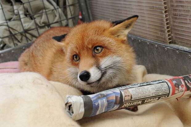 Лисица,считающая себя домашним псом