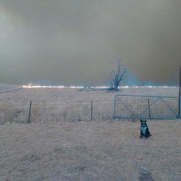 Собака показала пример небывалой отваги, защитив 900 овец во время австралийских пожаров