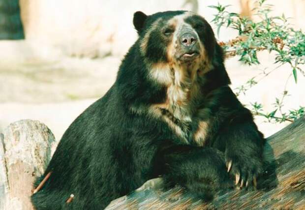 Очковый медведь, или андский медведь | Мир животных и растений