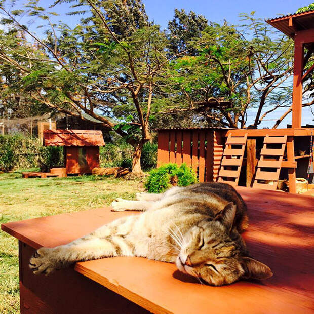 Приют расположен на острове Ланаи гаваи, кошки, приют для кошек