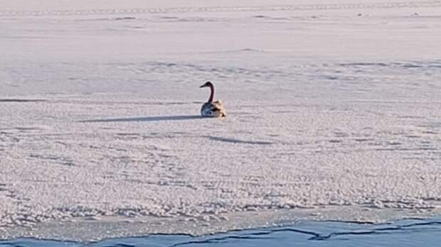 Травмированный лебедь / Фото: