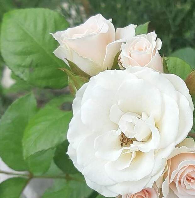 роза  вайт пинк (white pink). Авторское фото