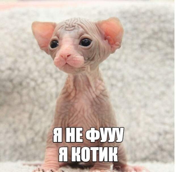 Смешные картинки с надписями прикол, юмор