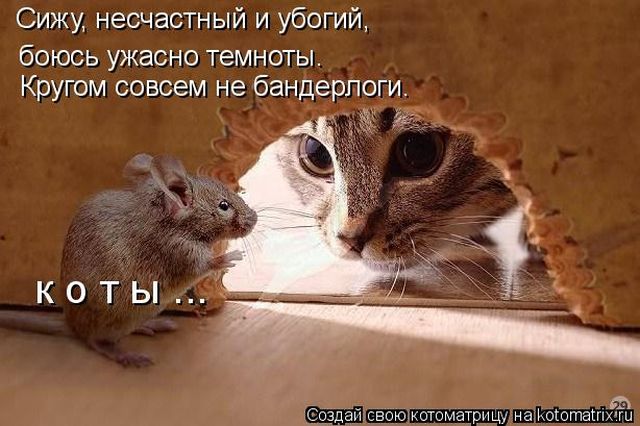 Лучшие котоматрицы недели (51 фото)