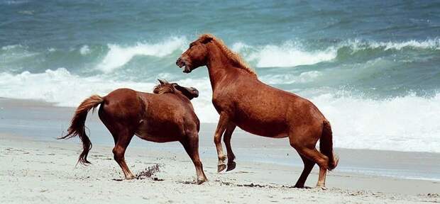 До последнего времени никто не знал, как испанские лошади оказались на островах возле Америки