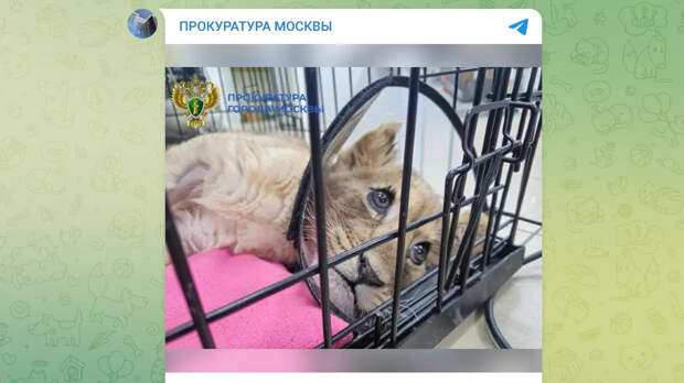 Блогеру из "Москва-Сити" грозит статья за издевательства над львенком