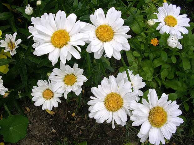 Неразобранное