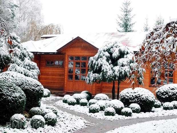 Профессиональные советы от королевского садовника, что сделать в саду в январе