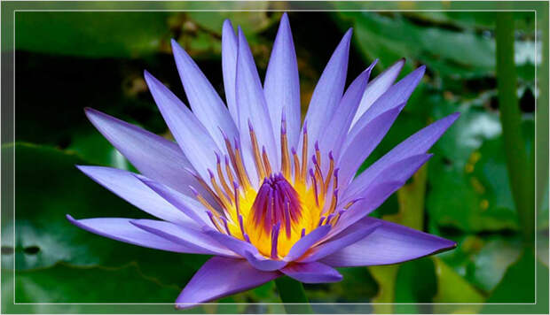 Голубой лотос или Nymphaea Caerulea.