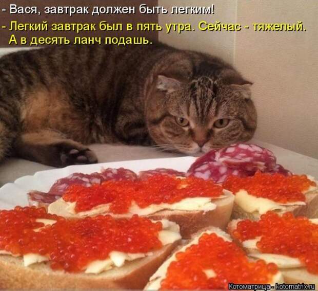 Лучшие котоматрицы недели (50 фото)