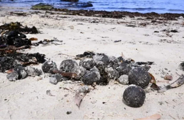 Австралия потратит миллиарды долларов на борьбу с загадочными шарами