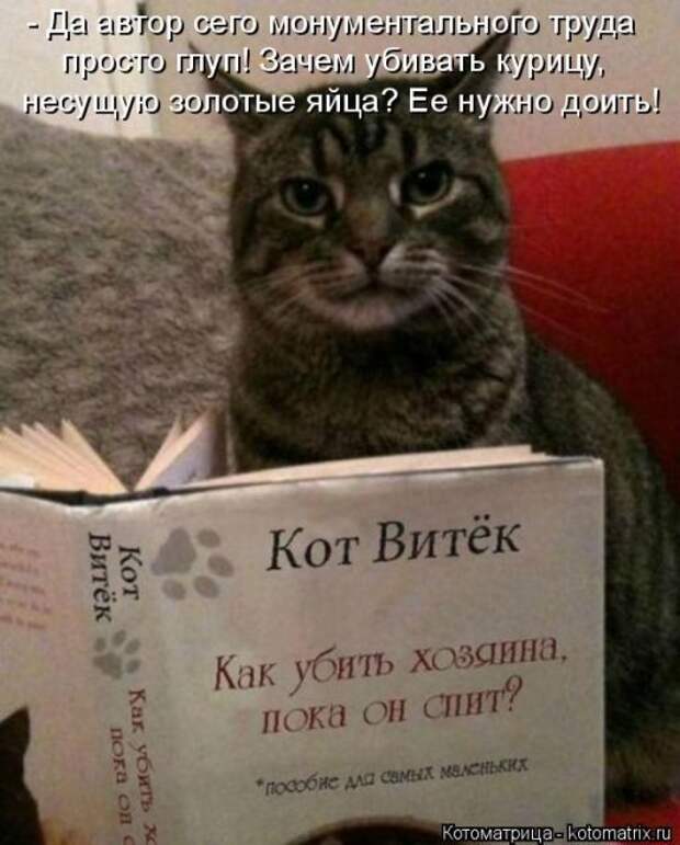 Лучшие котоматрицы недели (50 фото)