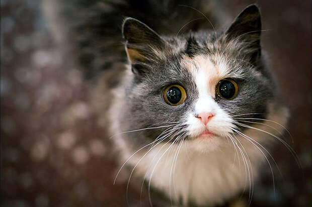 Картинки по запросу армения кошки