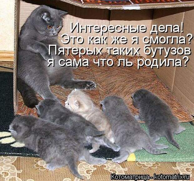Лучшие котоматрицы недели Лучшие котоматрицы недели