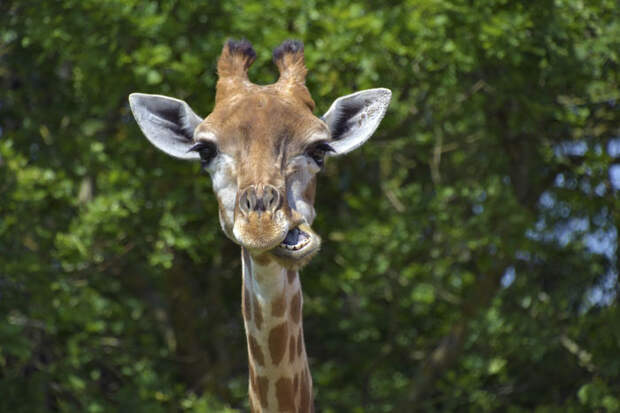 Жираф спит от 10 минут до 2 часов сна в сутки, потому что в течение ночи ему необходимо подниматься на ноги, чтобы попить или поесть.