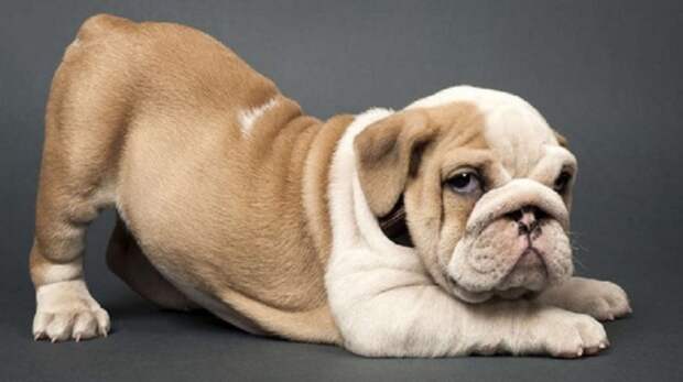 Дружелюбная, спокойная добродушная собака, которая очень уверена в себе. Дружелюбная, спокойная добродушная собака, которая очень уверена в себе.