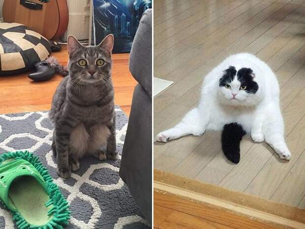 Смешные кошки, которые разучились сидеть по-кошачьи-17 фото-