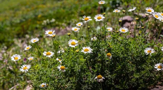 Пупавка благородная (Anthemis nobilis)