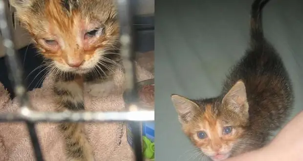 До и после того, как как их спасли и подарили дом