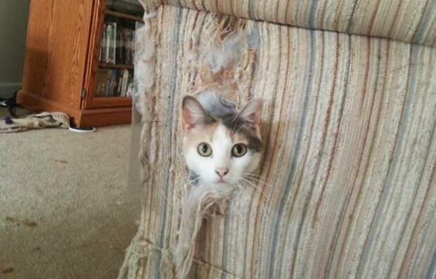 Фотография: 25 людей, которые оставили своих пушистых дома одних и горько пожалели об этом №1 - BigPicture.ru