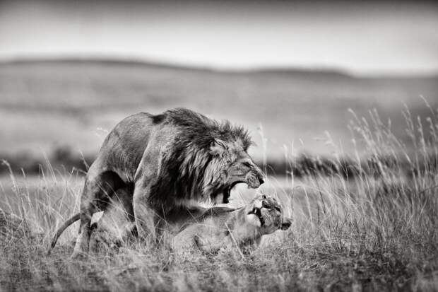 Семейные драмы случаются даже в саванне. Национальный парк Масаи-Мара, Кения