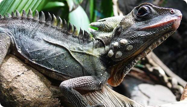 Австралийский лесной дракон (лат. Hypsilurus boydii)