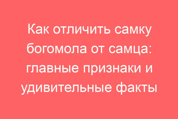 Как отличить самку богомола от самца: главные признаки и удивительные факты