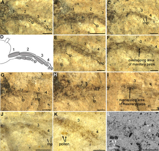 Рис. 2. Детали строения хоботков протомеропид (Protomeropidae) из раннепермского местонахождения Чекарда