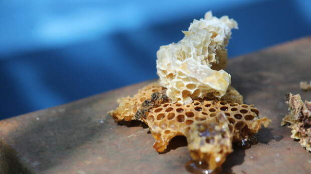 В России сокращается численность пчел