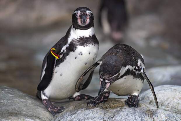 Пингвины оказались на грани исчезновения