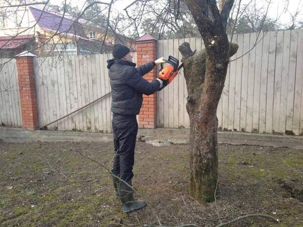 Обрезка плодовых деревьев весной