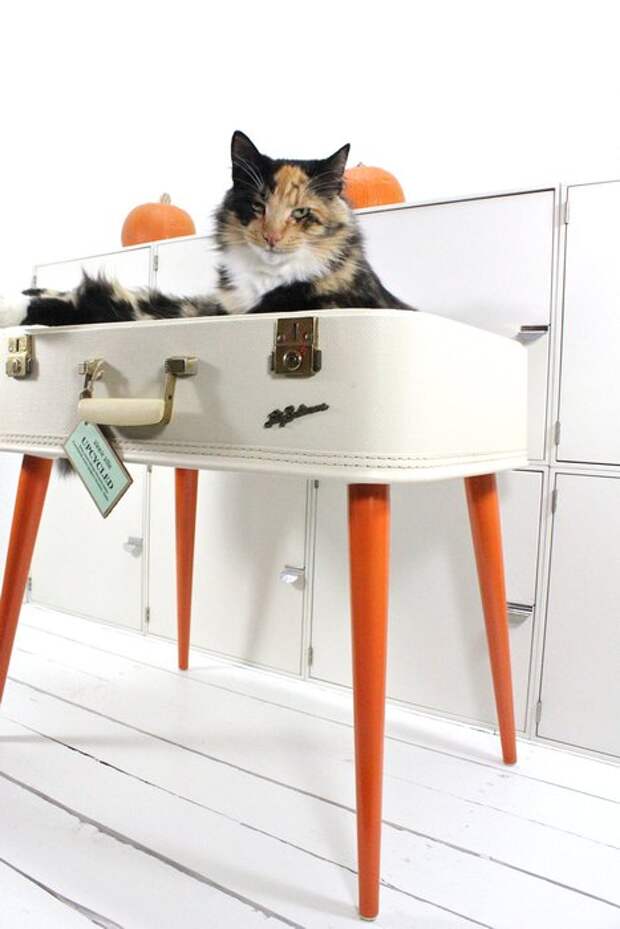 Кот, которому очень нравится чемодан