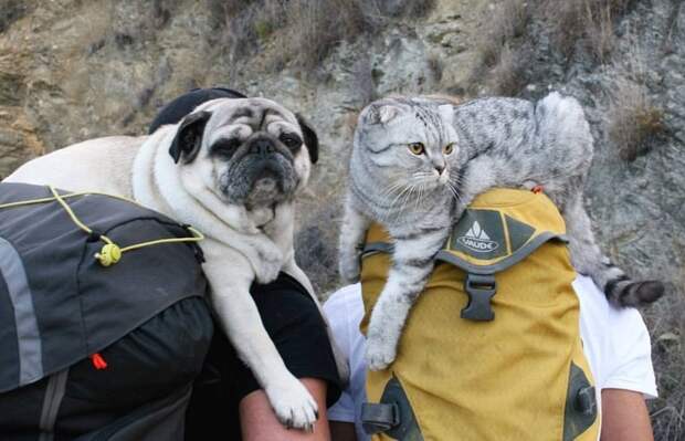 Кот и мопс продолжают путешествовать в своей знаменитой тележке инстаграмм, кот, кошка, путешественники, собака
