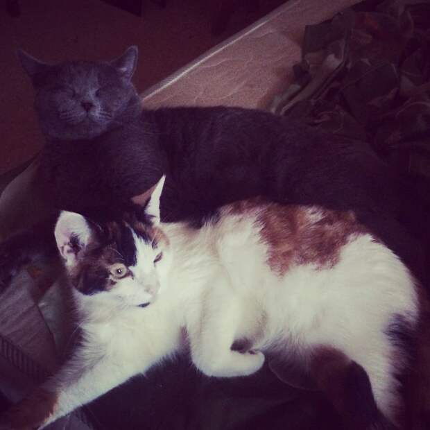 девушка приютила котенка два кота