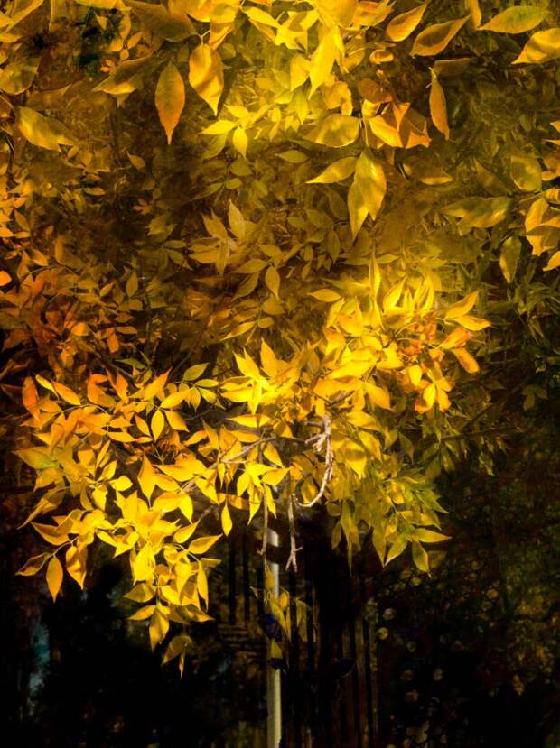 ARG-TreeWithYellowLeaves-765x1024.jpg