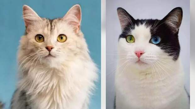 Котокот недели: возьмите из приюта роскошную кошку Медулю или космического кота Хасико