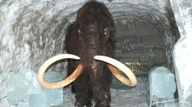 Живые мамонты в мифах эвенков, тунгусов и других народов Сибири