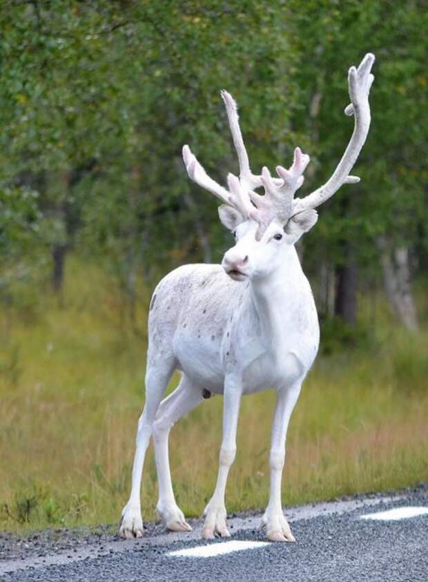 Редкий белый олень в Швеции (фото дня)