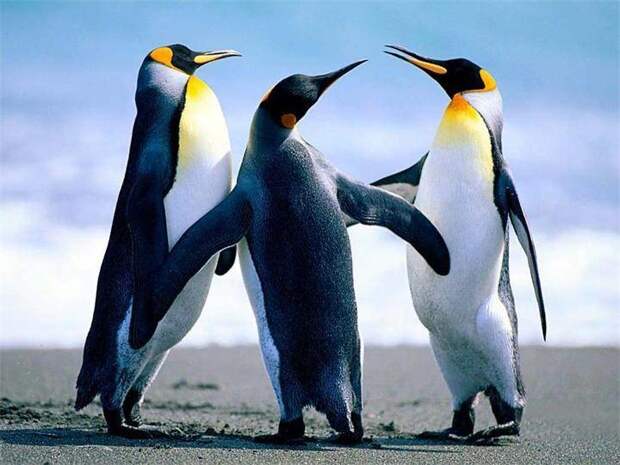 Интересные факты о пингвинах животные, пингвины, природа, факты