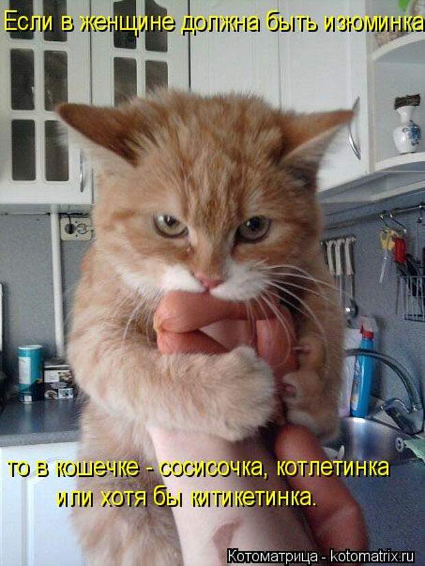Котоматрица: Если в женщине должна быть изюминка, то в кошечке - сосисочка, котлетинка или хотя бы китикетинка.