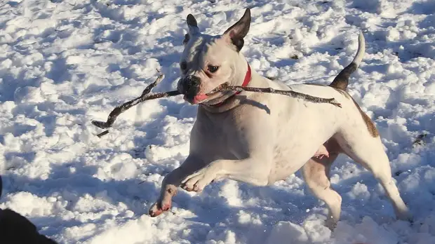В Госдуме предложили ввести разрешение на содержание «бойцовых» собак