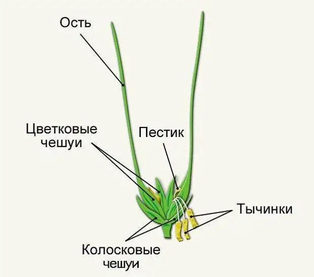 Строение пшеницы